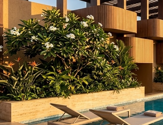 Frangipani Canopy on Rooftop Deck