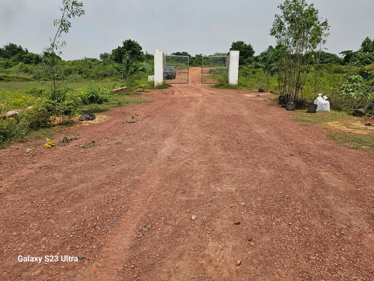 Internal red-earth approach road leading to Mohan Dham gates with fresh plantation