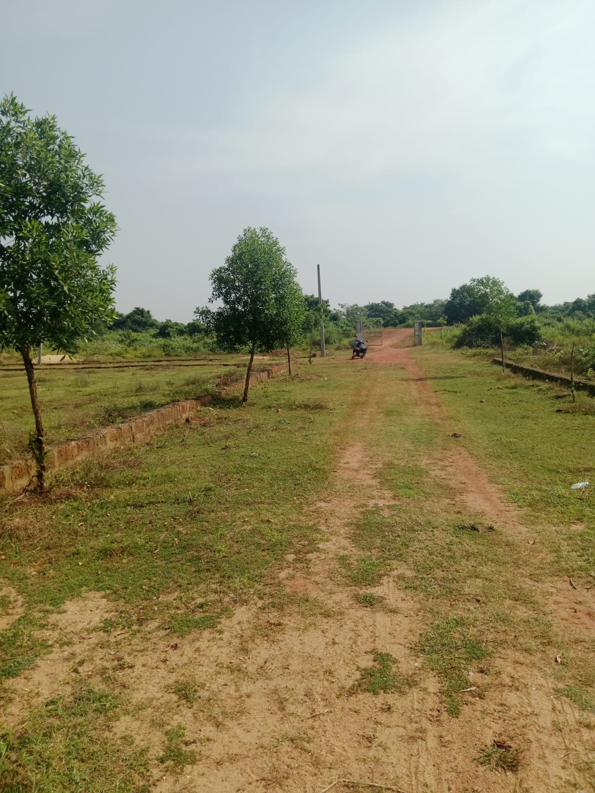 Wide internal road leading to the Mohan Dham gate with neat row plantation